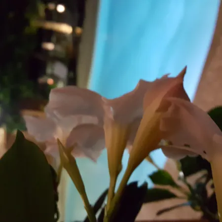 Les Jardins De La Glaciere Corte (Corsica)