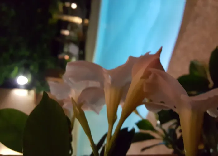 Les Jardins De La Glaciere Corte (Corsica)